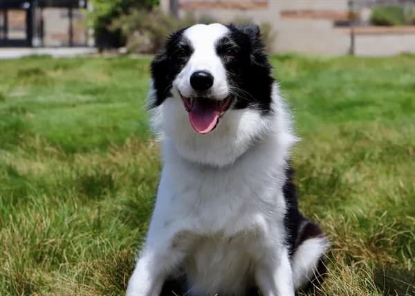 Peach - Border Collie