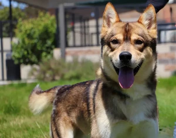 Roman - Siberian Husky