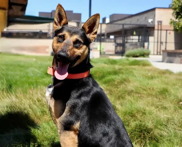 Max - German Shepherd Dog
