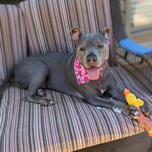 Love Bug - Terrier, Pit Bull / Mix