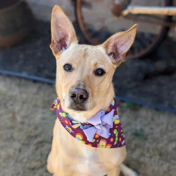 Lucy - Retriever, Labrador / Carolina Dog