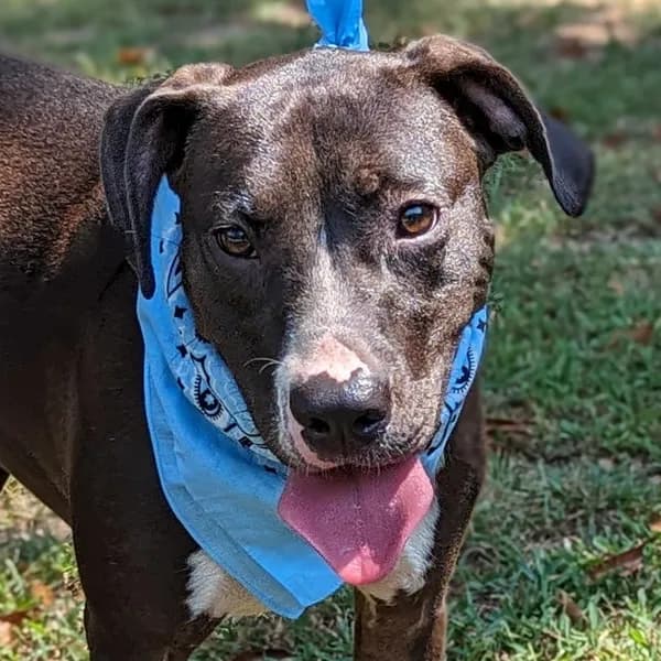 Hercules - Terrier, Pit Bull / Retriever, Black Labrador