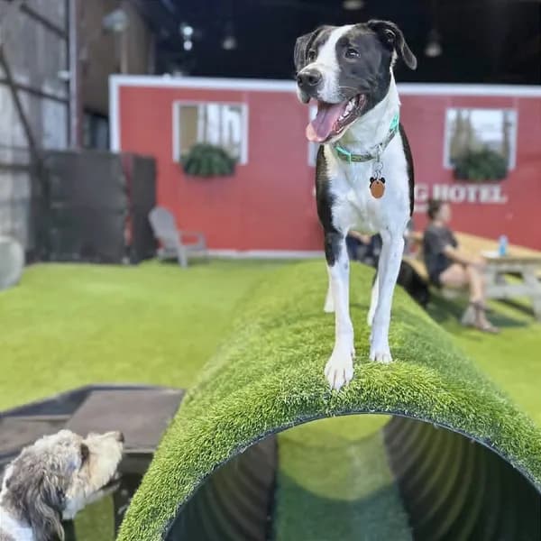 Domino - Retriever, Labrador / Terrier