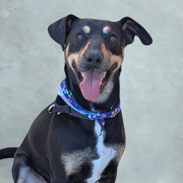 Buck - Coonhound / Mix