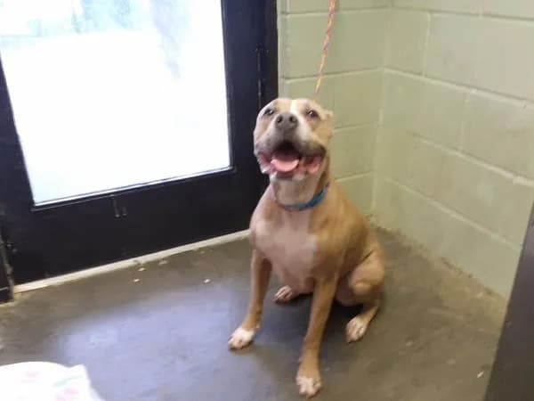 Givllia - Pit Bull Terrier mix
