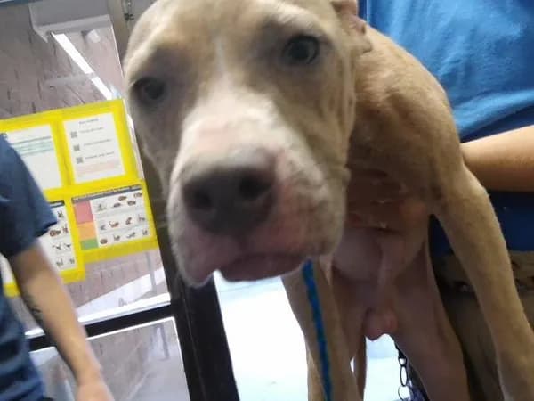 Mo - Pit Bull Terrier mix