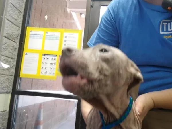 Curly - Pit Bull Terrier mix