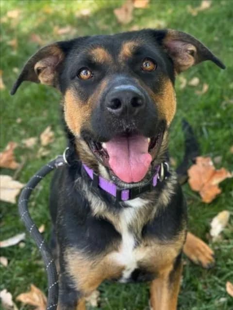 Nova - German Shepherd Dog mix