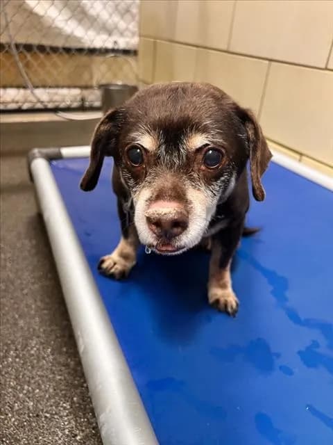 Goober - Chihuahua - Smooth Coated