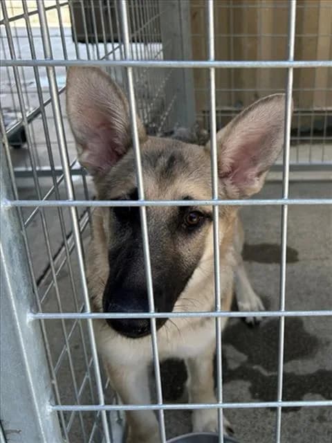 Unnamed - German Shepherd Dog mix