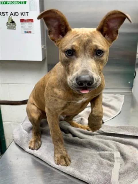 Honey - Pit Bull Terrier
