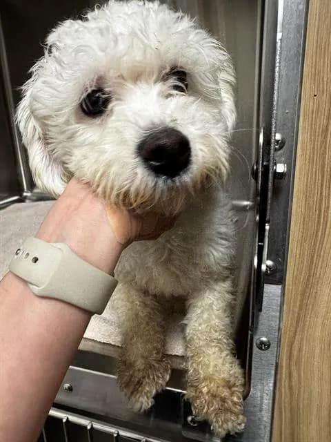 Unnamed - Maltese