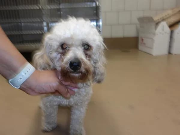 Unnamed - Poodle - Miniature