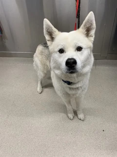 Apollo - Siberian Husky and Akita