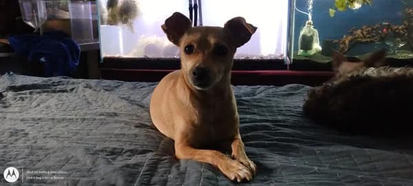 Chip-l - Experienced Family - thumbnail 2
