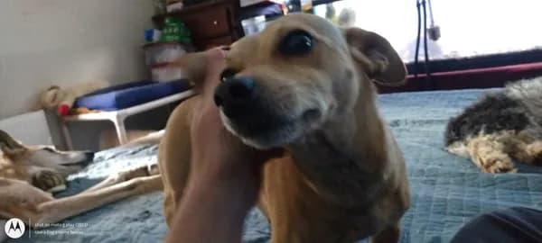 Chip-l - Experienced Family - thumbnail 3