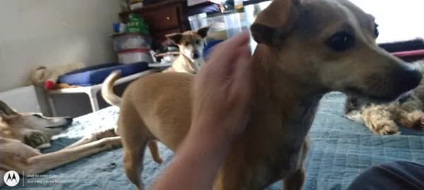 Chip-l - Experienced Family - thumbnail 5