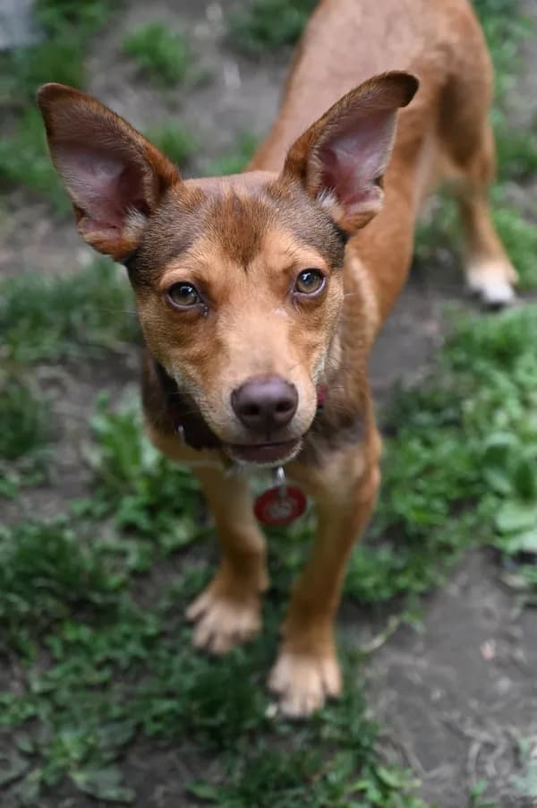 Pinocchio Puppet *local* - Miniature Pinscher / Mixed (short coat)