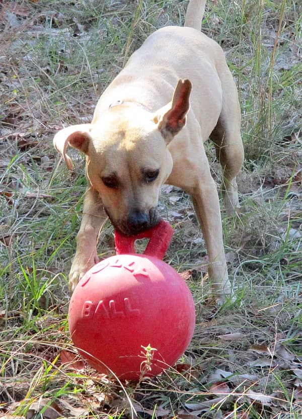 Gilley - Labrador Retriever / American Pit Bull Terrier / Mixed (short coat)