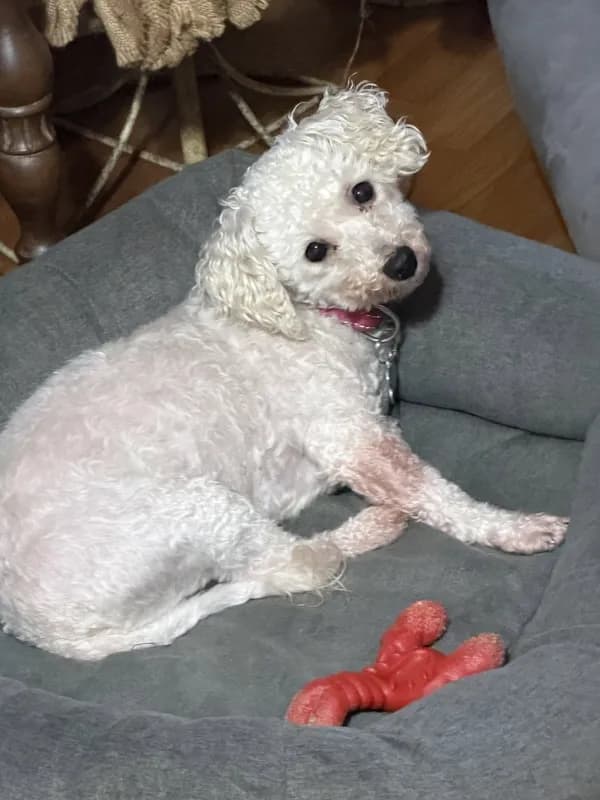 Snow - Bichon Frise (medium coat)