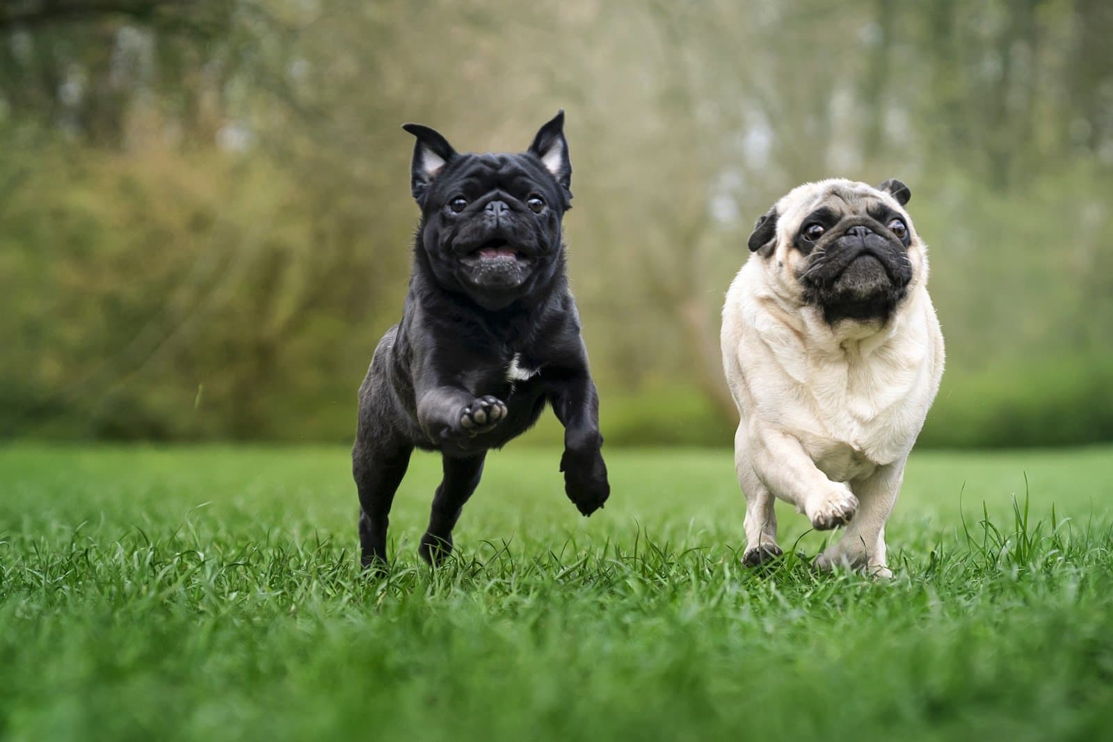 Brachycephalic Breeds: Why Flat-Faced Pets Need Special Care