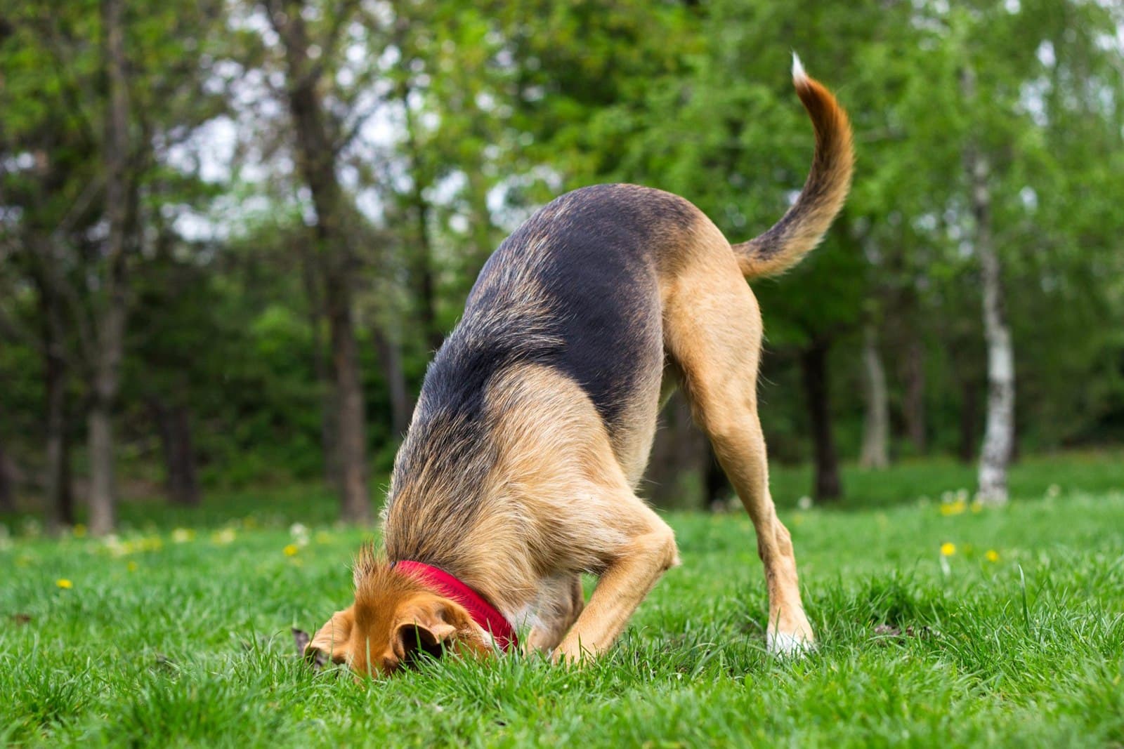 Common Pet Behavior Problems and How to Address Them