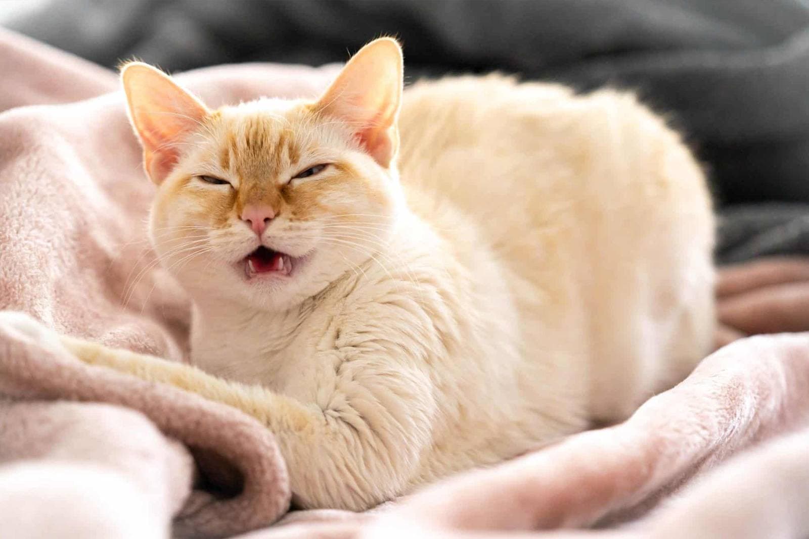 Common Cat Illnesses Every Owner Should Know