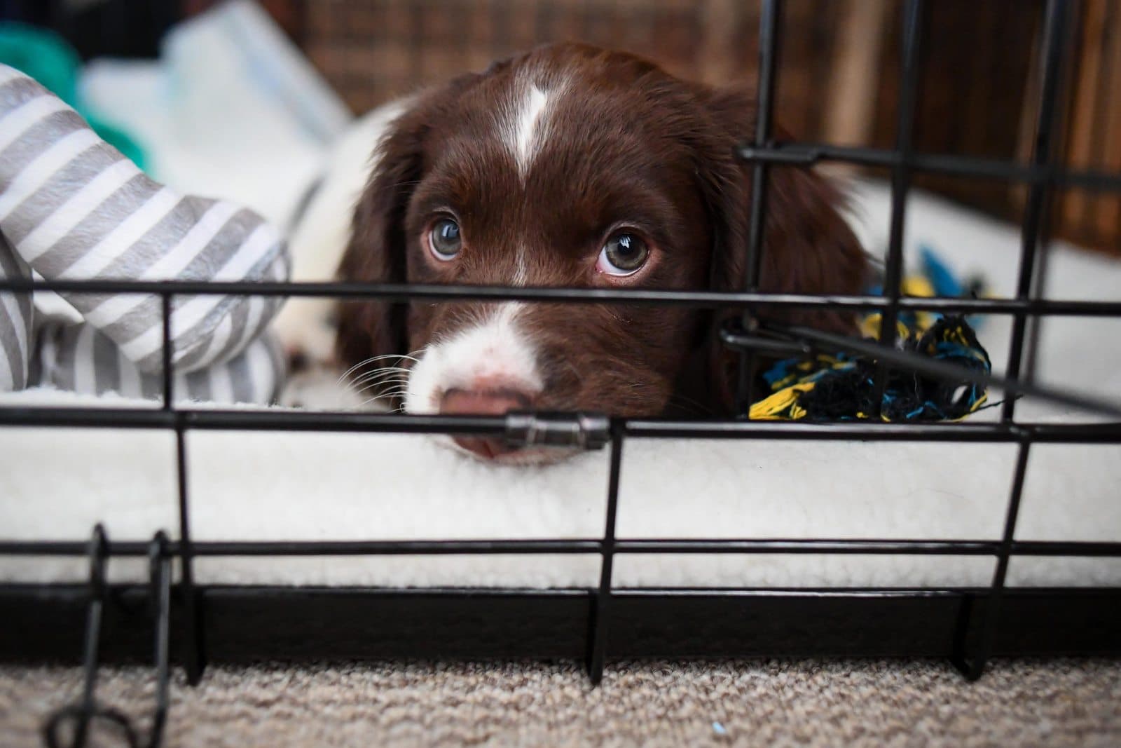 How to Crate Train Your Puppy (or Adult Dog)