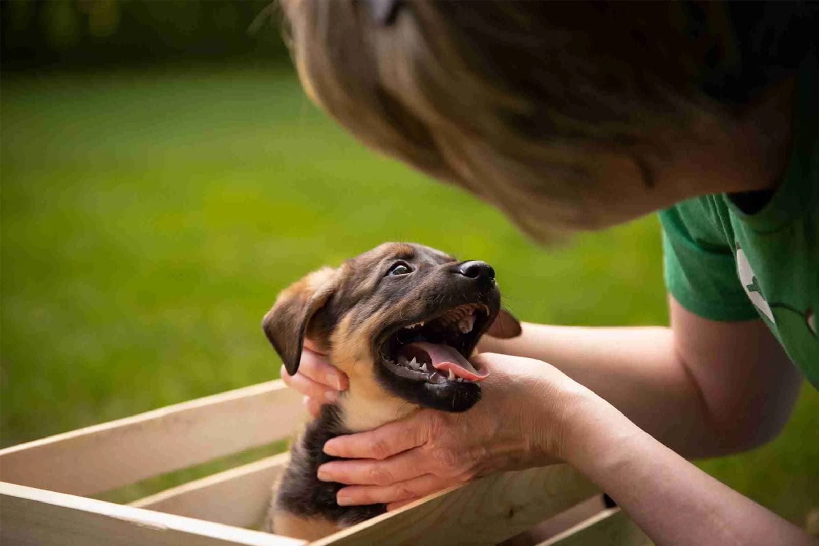 Foster-to-Adopt: A Lower-Risk Way to Add a Pet to Your Family