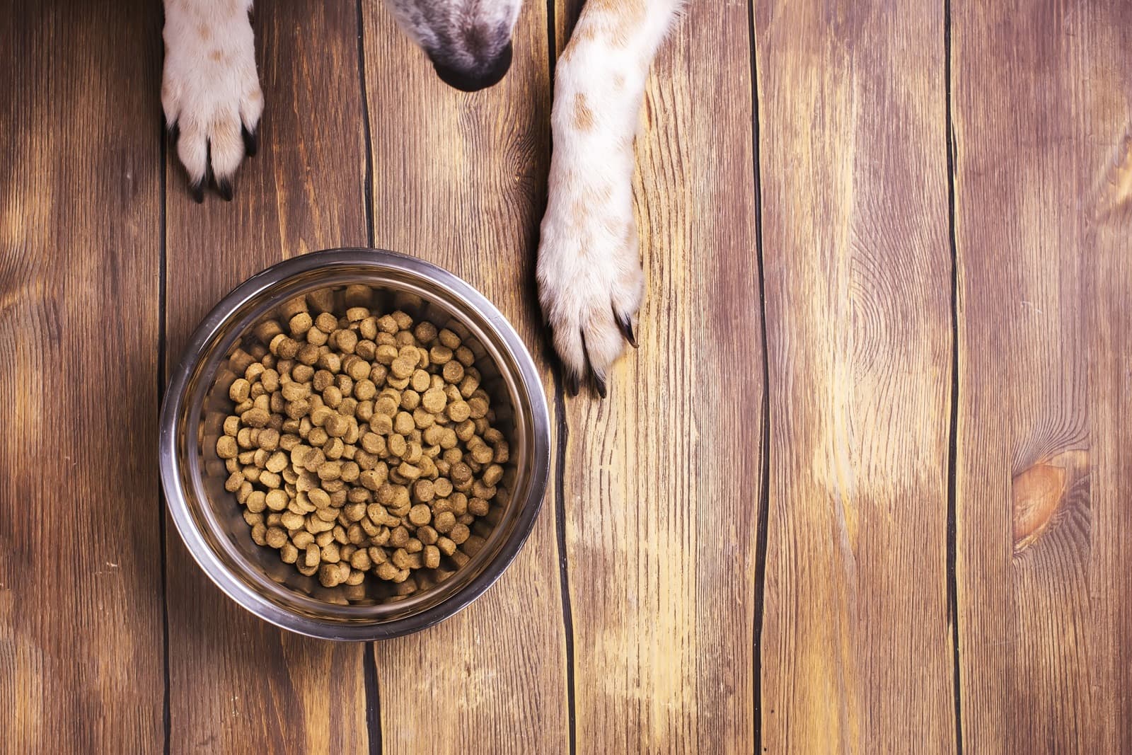 The Grain-Free Pet Food and DCM Question (2026 Update)