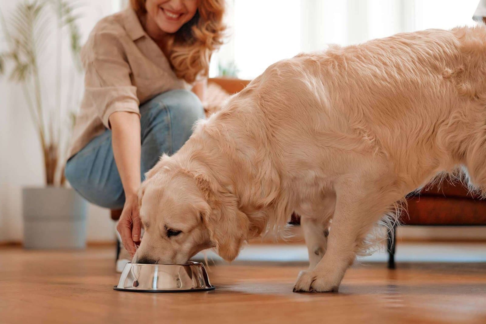 How Much to Feed Your Pet: Calorie Needs by Size and Life Stage