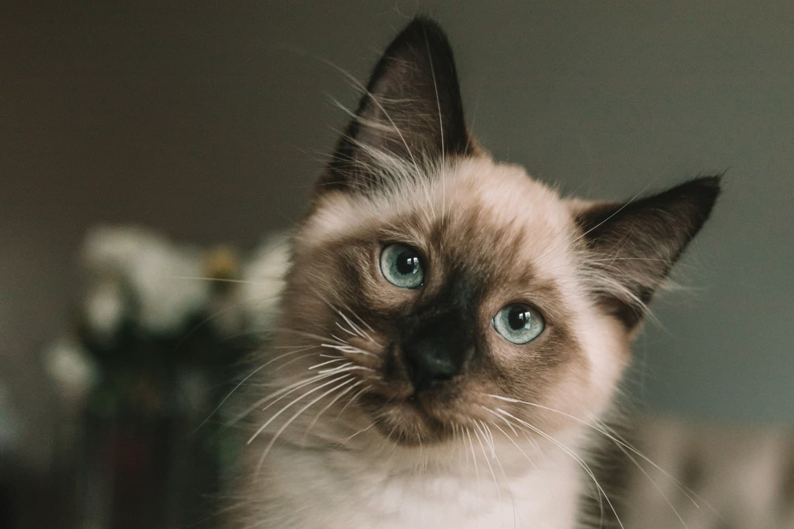 Best Hypoallergenic Cat Breeds for Allergy Sufferers