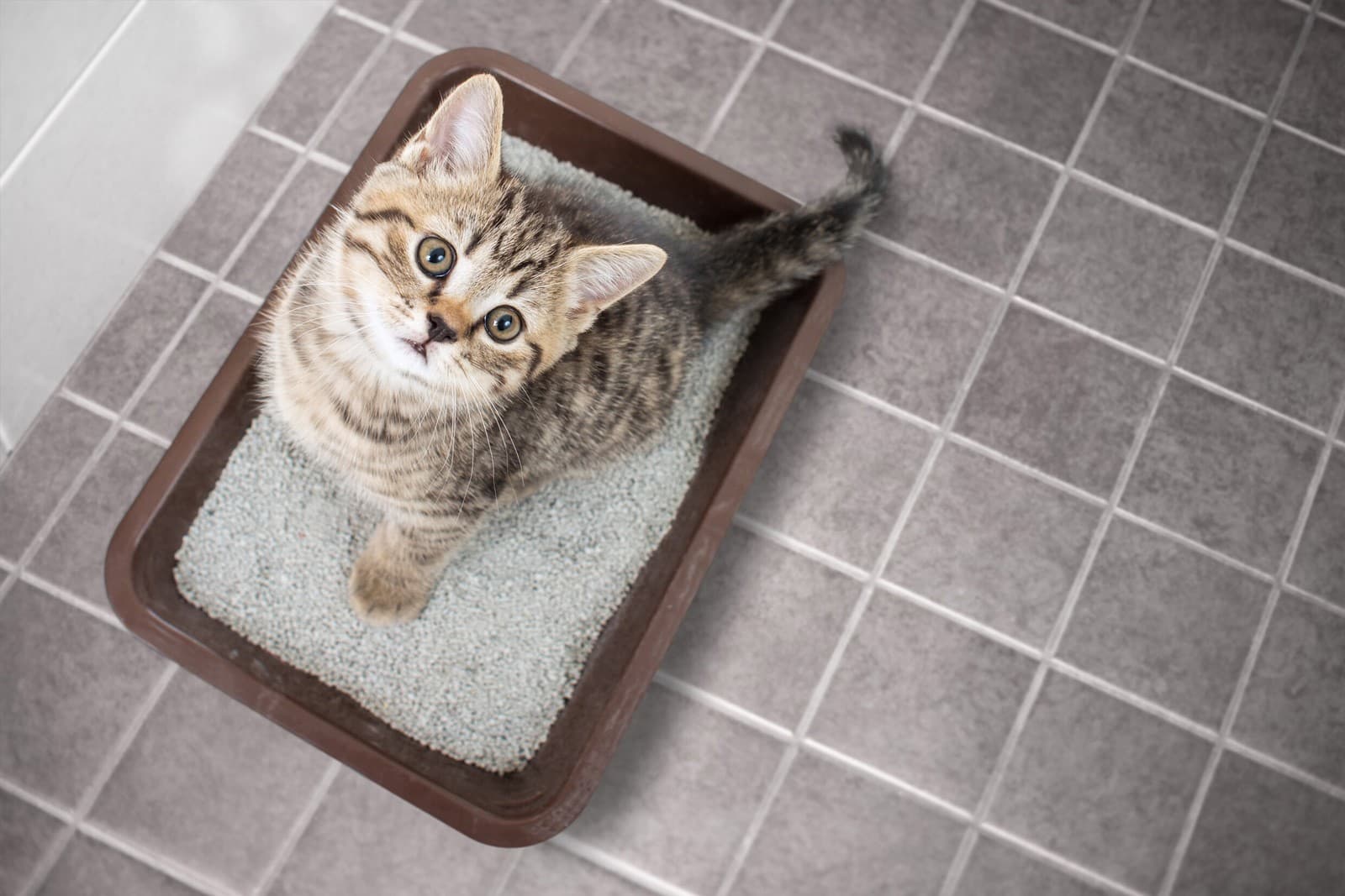 How to Litter Box Train Your Kitten
