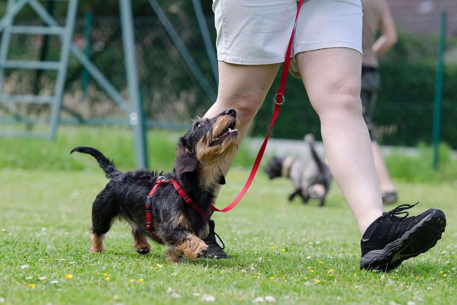 Loose Leash Walking: How to Stop the Pulling