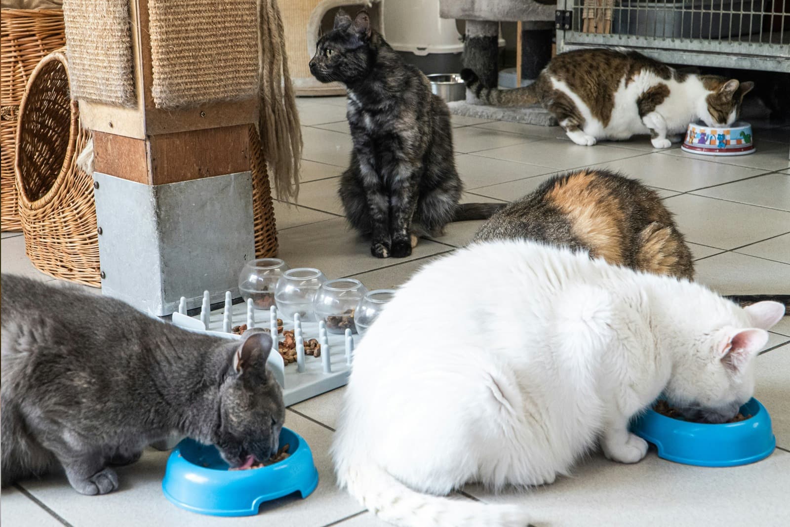 Multi-Cat Households: Reducing Tension and Conflict