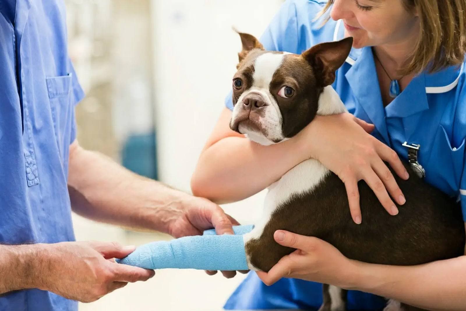 When to Take Your Pet to the Emergency Vet (and When You Can Wait)