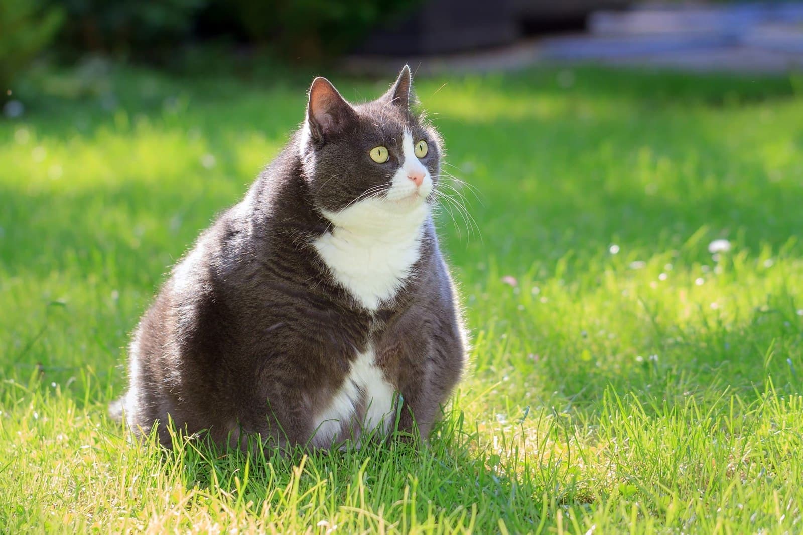 Pet Obesity: How to Recognize and Reverse America's Biggest Pet Health Threat