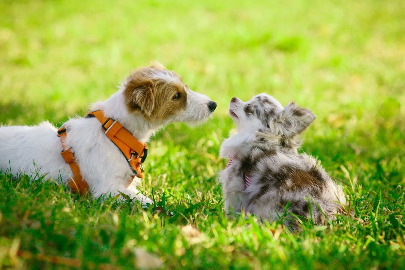 The Puppy Socialization Window: Why 3-16 Weeks Matters Most