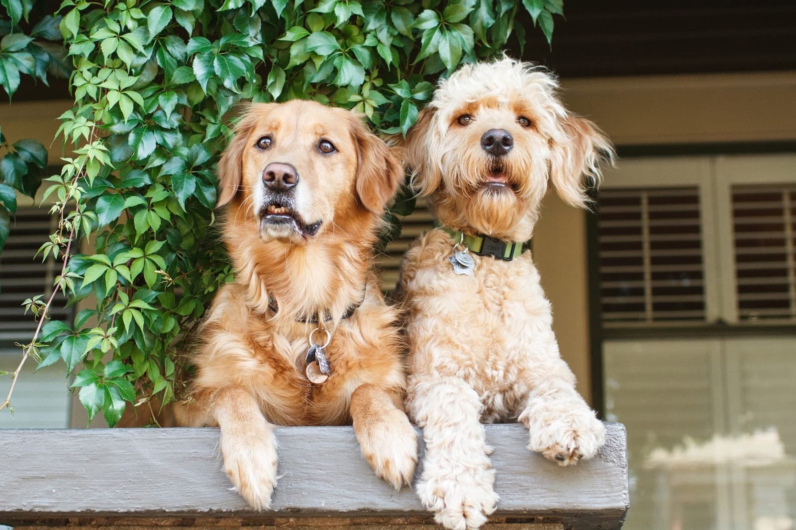 Pure Breed vs Mixed Breed: Health, Temperament, and the Real Differences