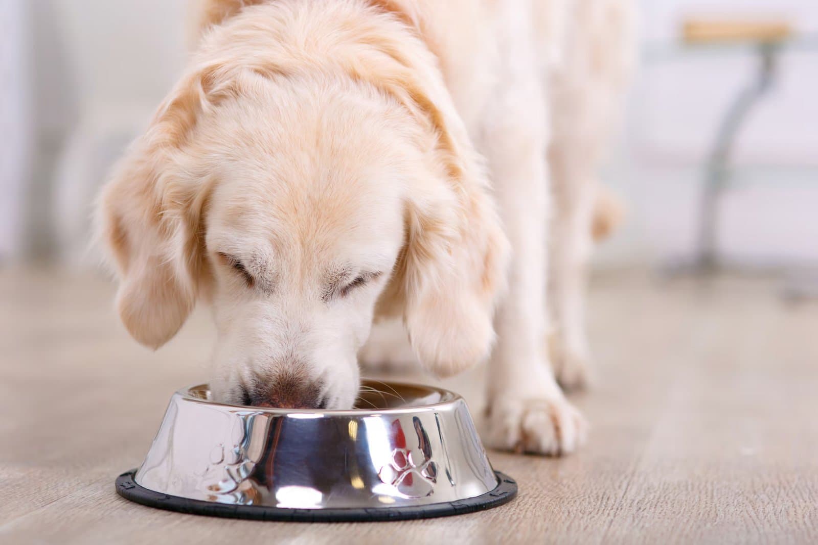 Senior Pet Feeding: What Changes After Age 7
