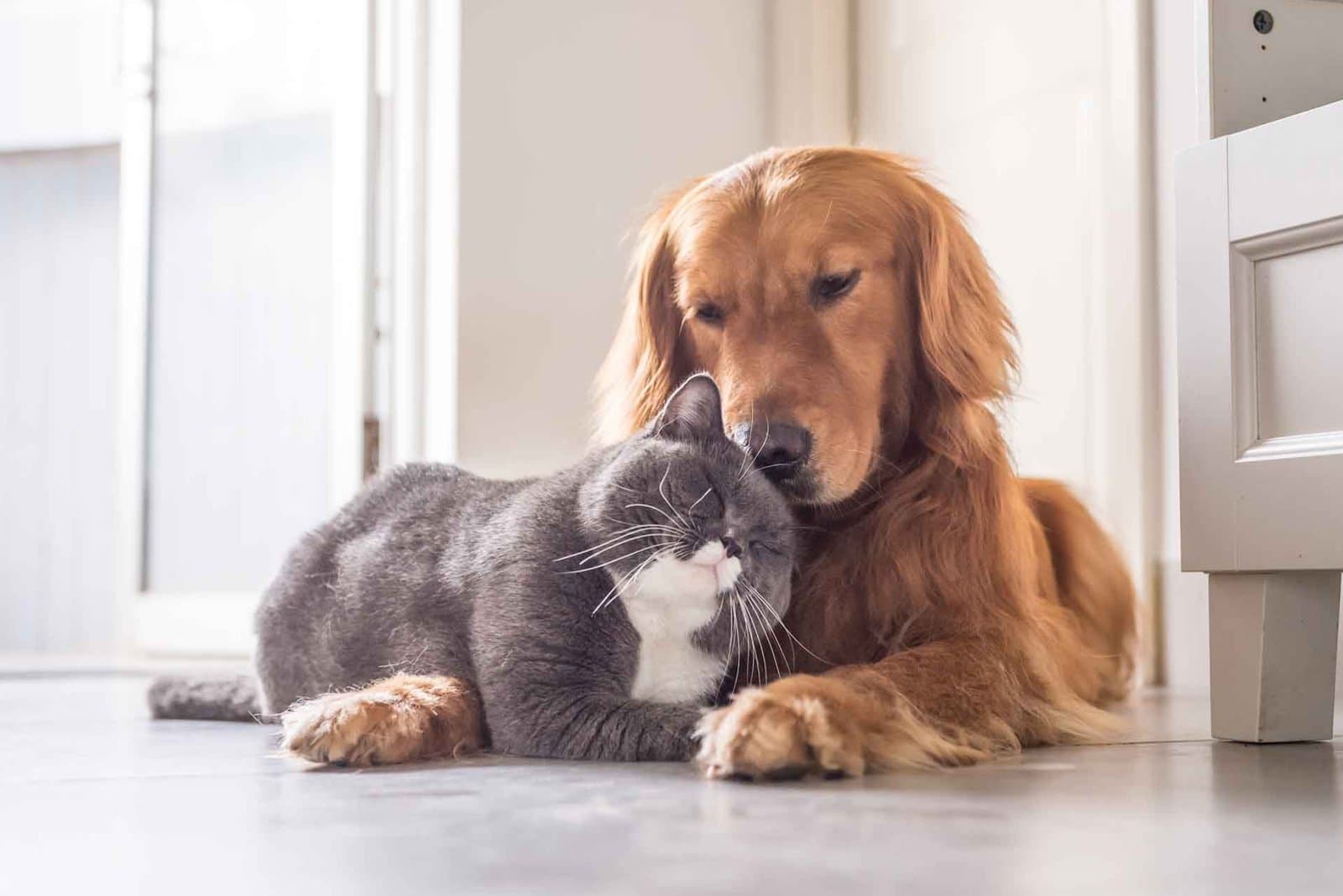 Senior Pet Health: What Changes After Age 7