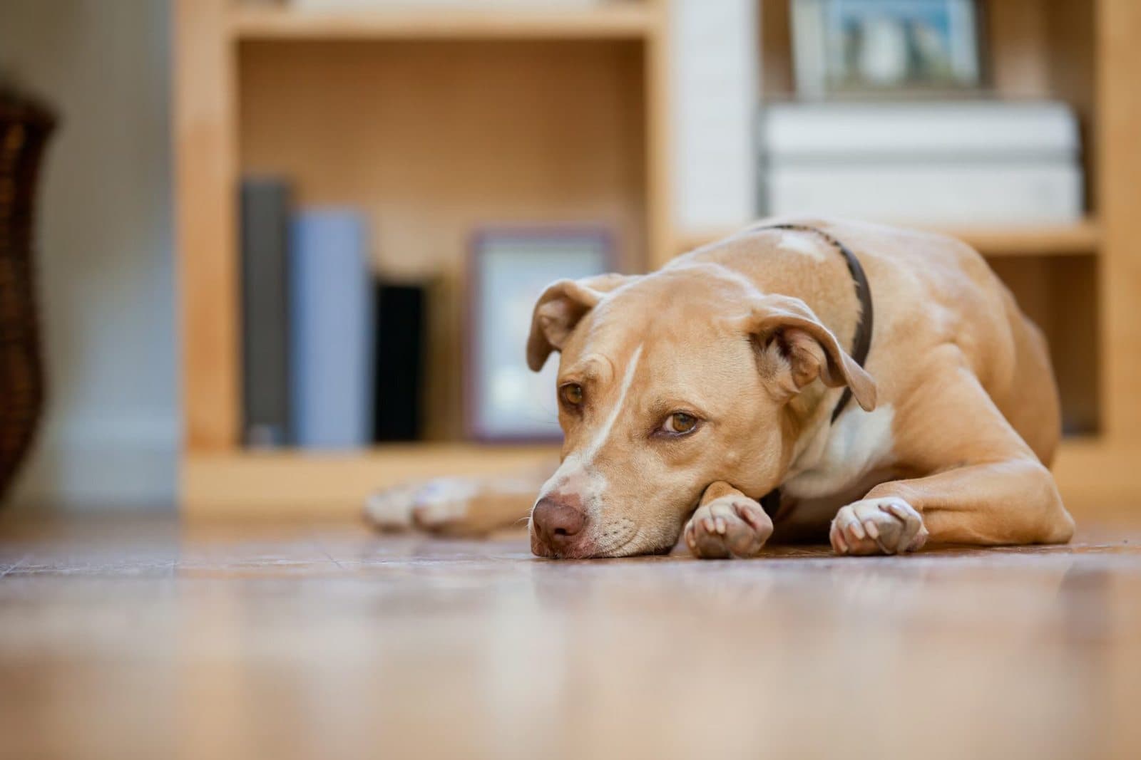 How to Spot Pain in Your Pet: 10 Signs You Shouldn't Ignore