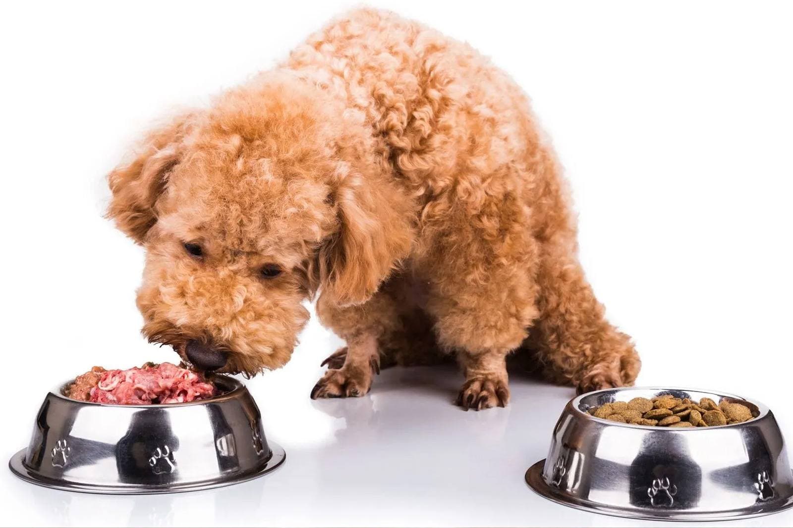 How to Switch Pet Food Safely: The 7-10 Day Transition
