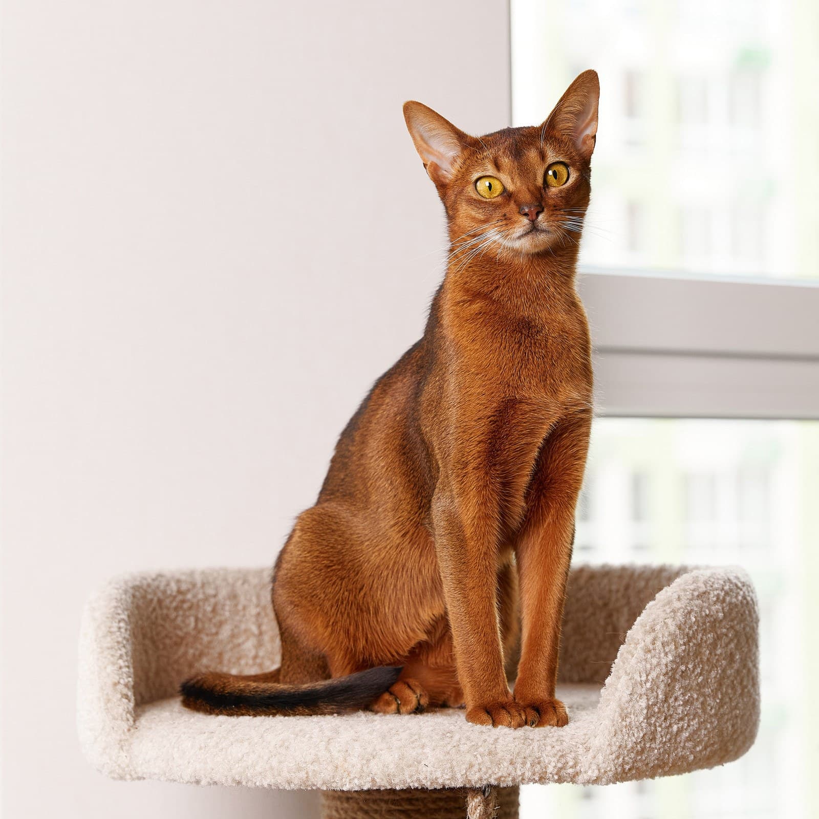 Abyssinian