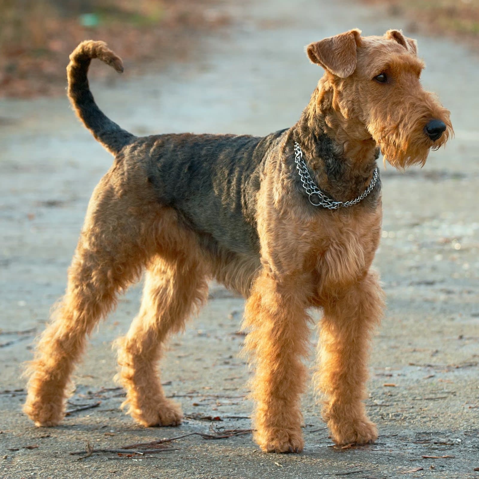 Airedale Terrier