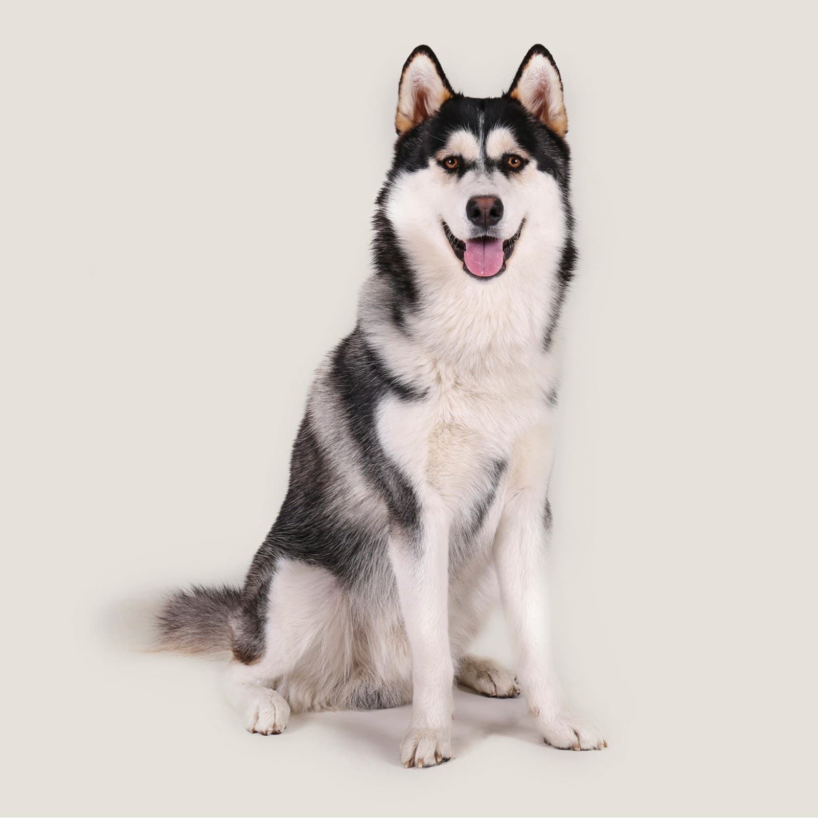 Alaskan Malamute