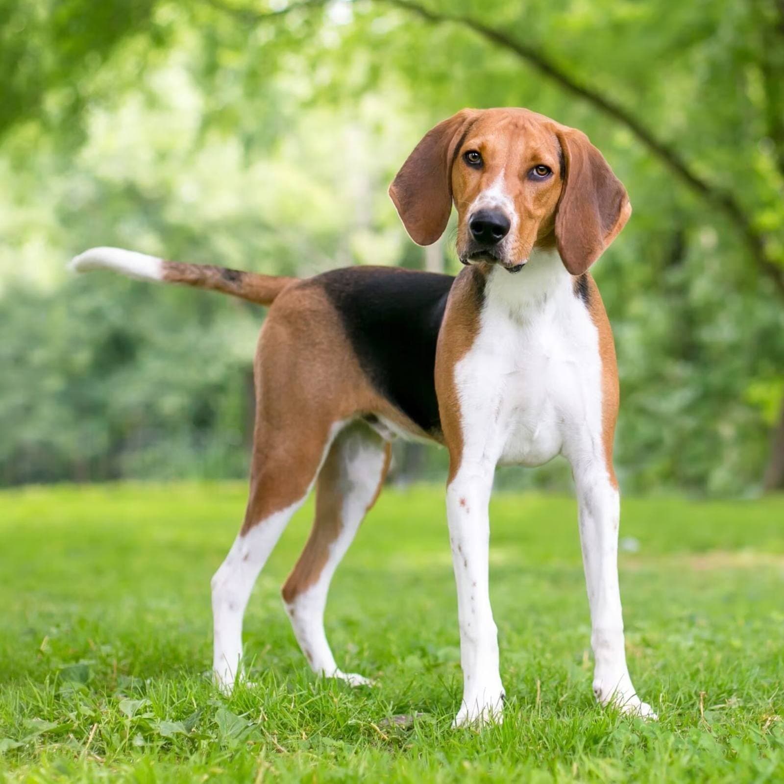 American Foxhound