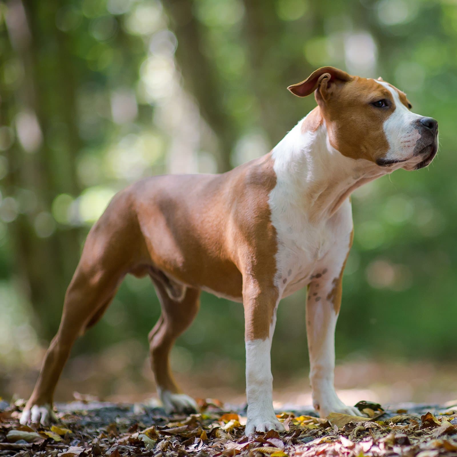 American Staffordshire Terrier