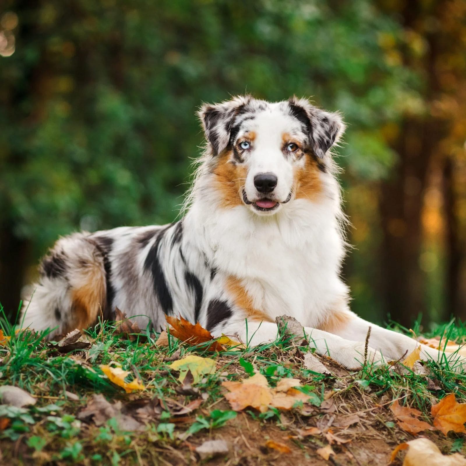 Australian Shepherd