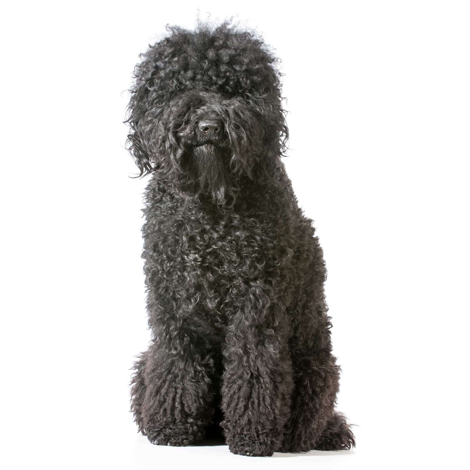 Barbet
